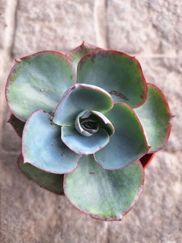 Foto de un cactus que se está identificando actualmente