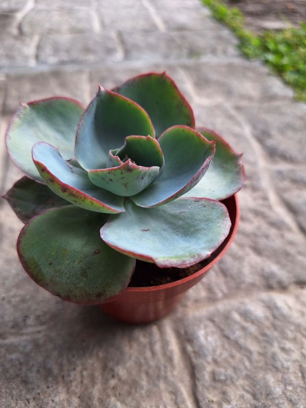Foto de un cactus que se está identificando actualmente