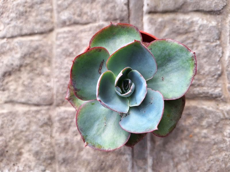 Foto de un cactus que se está identificando actualmente