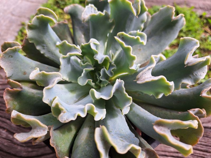 Photo of a cactus currently being identified