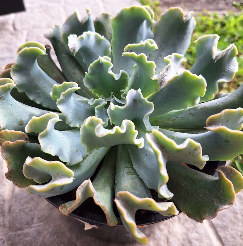 Photo of a cactus currently being identified