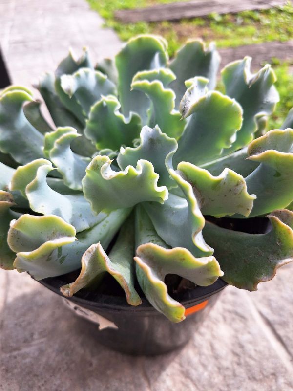 Photo of a cactus currently being identified