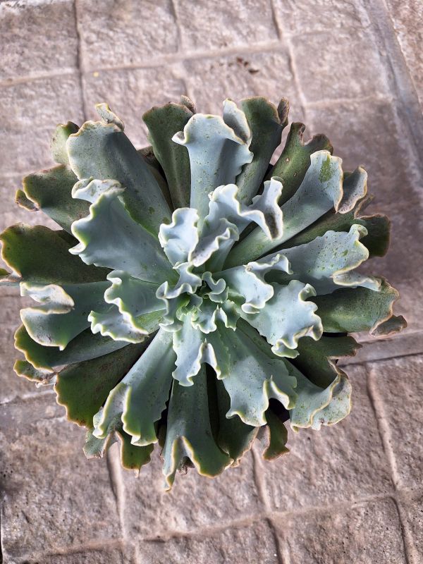 Photo of a cactus currently being identified