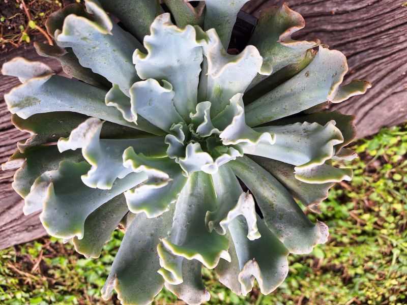 Photo of a cactus currently being identified