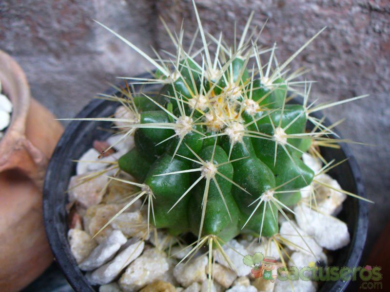 Una foto de Echinocactus grusonii