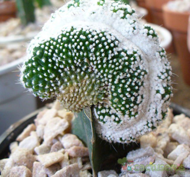 A photo of Parodia scopa fma. inermis crestada