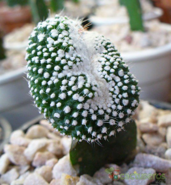 A photo of Parodia scopa fma. inermis crestada