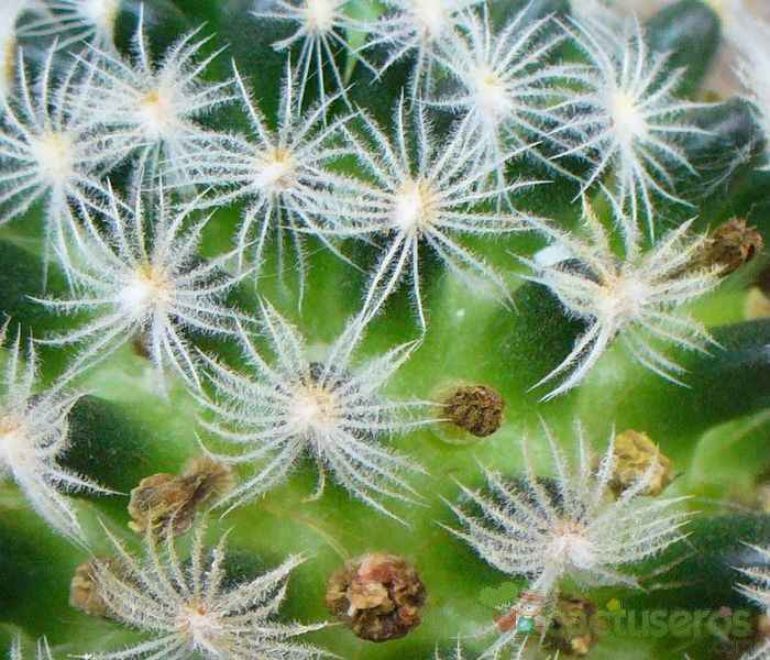 Una foto de Mammillaria nana