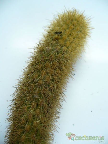 Una foto de Weberbauerocereus rauhii