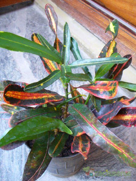 Una foto de Codiaeum variegatum