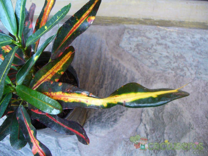 Una foto de Codiaeum variegatum