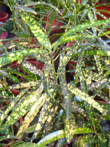 A photo of Codiaeum variegatum