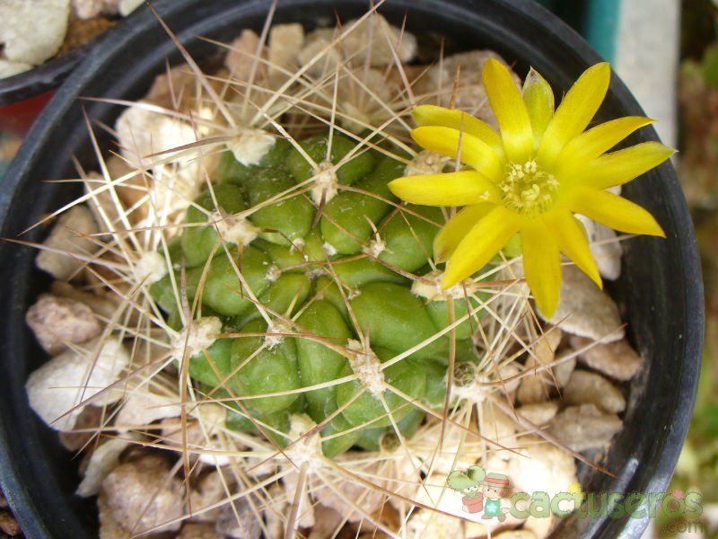 A photo of Weingartia neocumingii