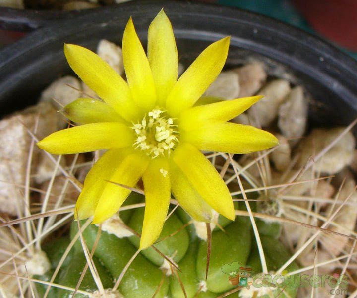 A photo of Weingartia neocumingii