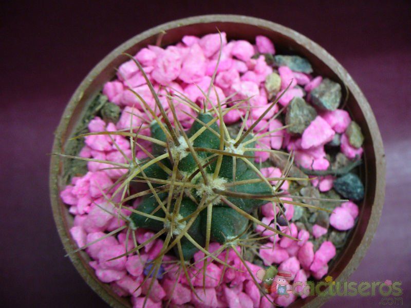 Una foto de Ferocactus cylindraceus
