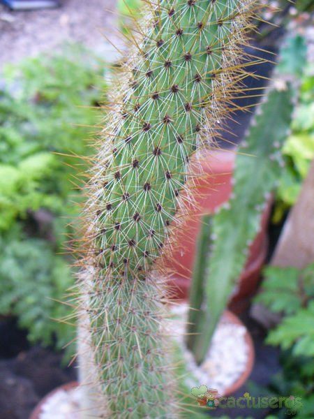 Una foto de Cleistocactus baumannii var. paraguariensis