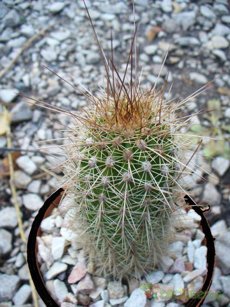 Una foto de Echinopsis atacamensis