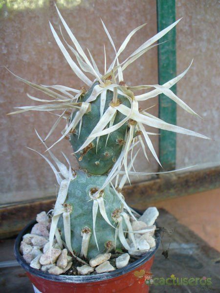 A photo of Tephrocactus articulatus fma. papyracanthus