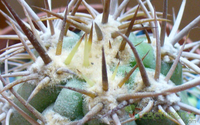 Una foto de Echinopsis chiloensis