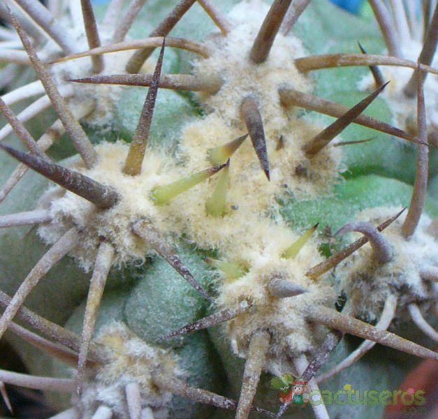 A photo of Echinopsis chiloensis
