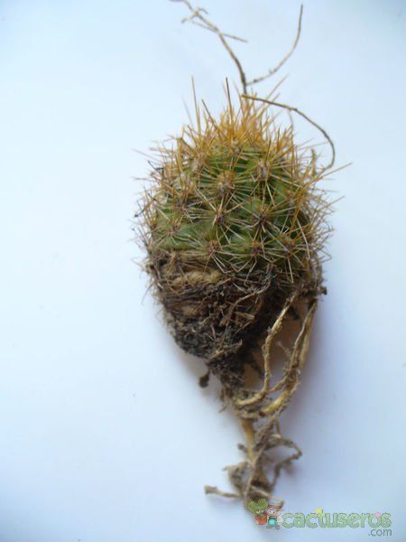 A photo of Haageocereus acranthus