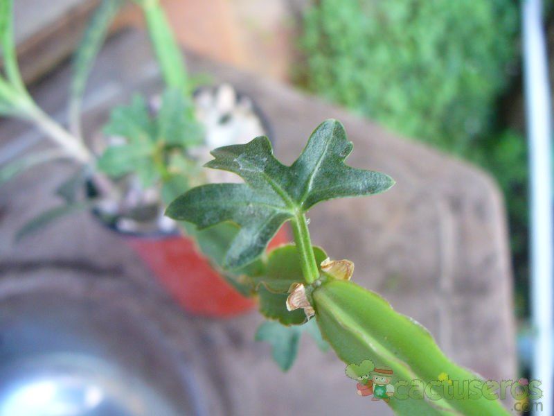 Una foto de Cissus cactiformis