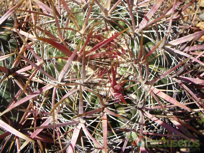 A photo of Ferocactus viridescens