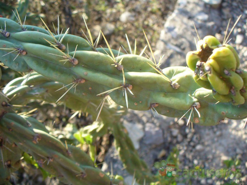 A photo of Cylindropuntia imbricata