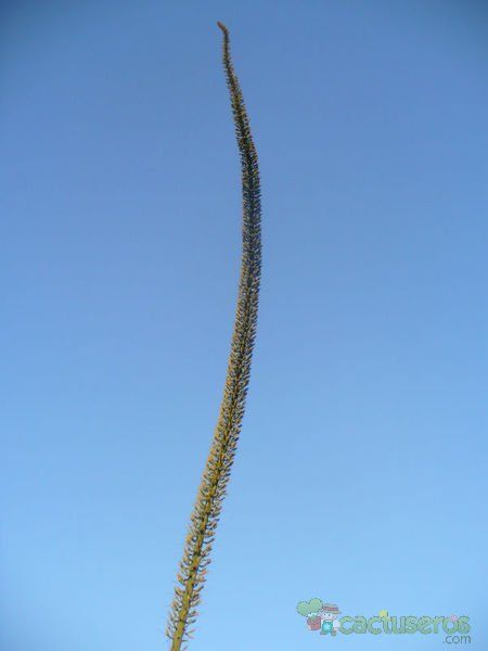 Una foto de Agave xylonacantha