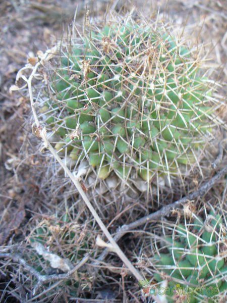 A photo of Mammillaria polythele ssp polythele