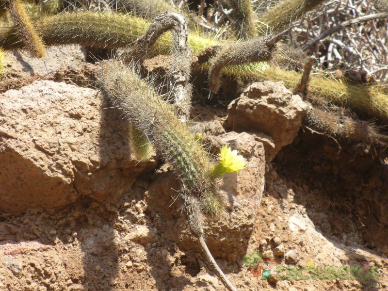 A photo of Bergerocactus emoryi