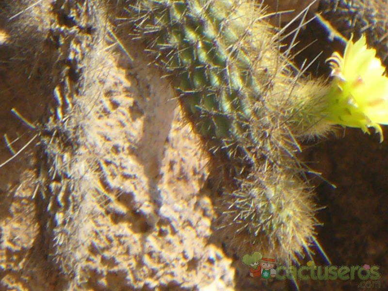 Una foto de Bergerocactus emoryi
