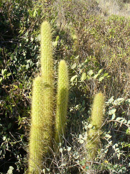 Una foto de Bergerocactus emoryi