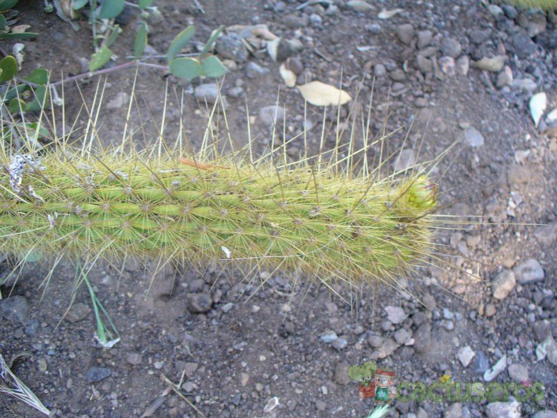 A photo of Bergerocactus emoryi