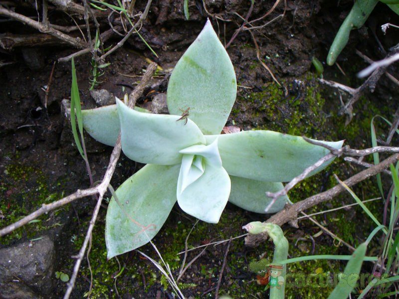 A photo of Dudleya brittonii