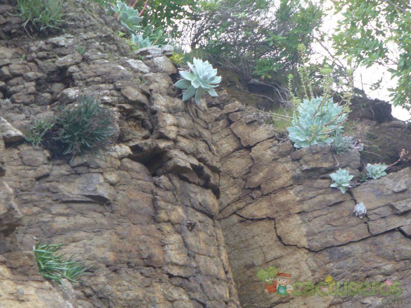 A photo of Dudleya brittonii