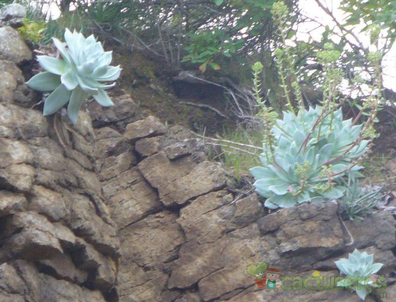 A photo of Dudleya brittonii