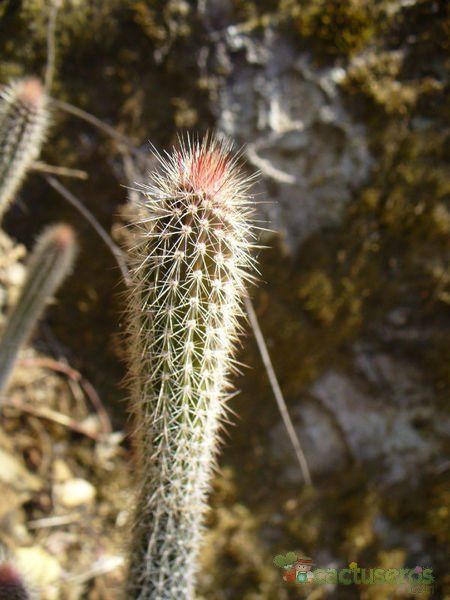 Una foto de Peniocereus serpentinus