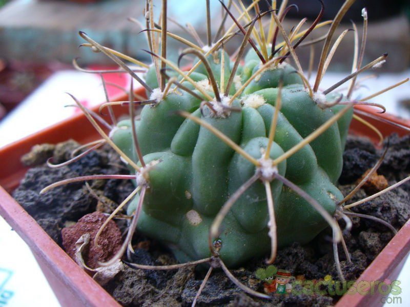 A photo of Sclerocactus uncinatus