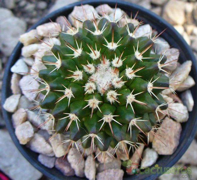 A photo of Mammillaria karwinskiana subsp. beiselii