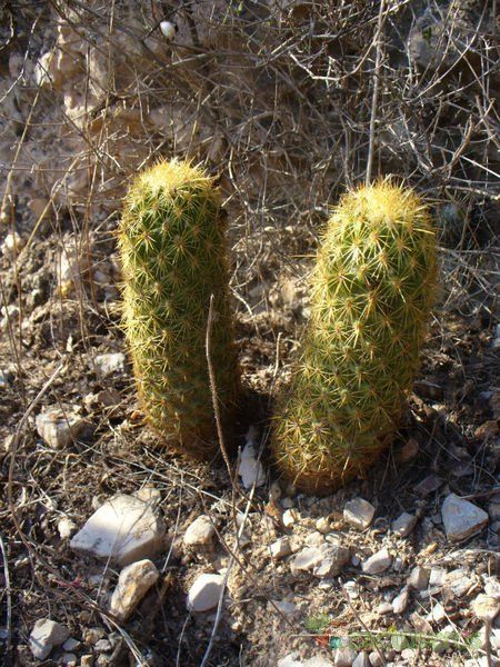 A photo of Coryphantha erecta