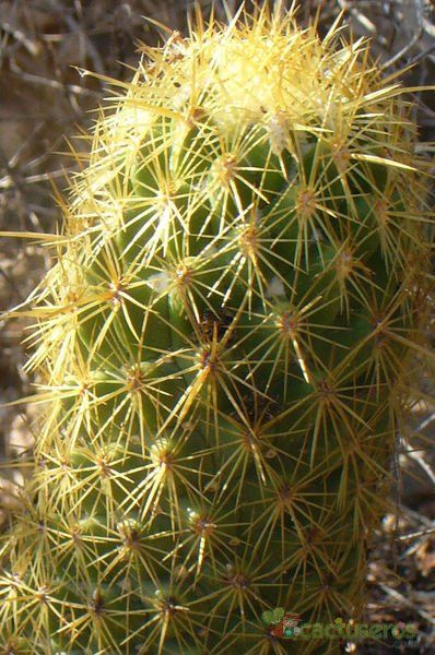 A photo of Coryphantha erecta
