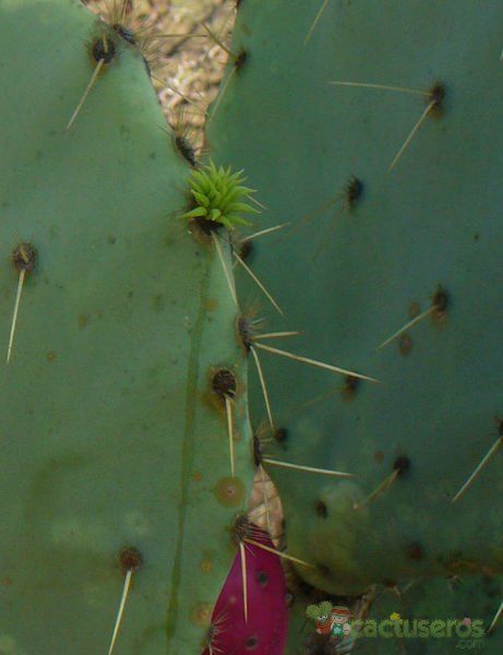 A photo of Opuntia cantabrigiensis