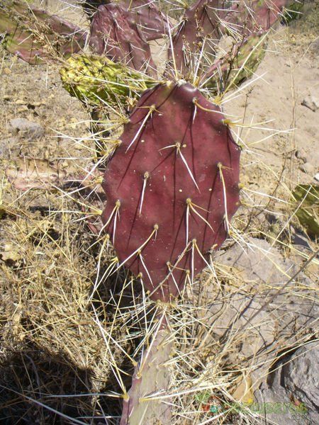 Una foto de Opuntia phaeacantha