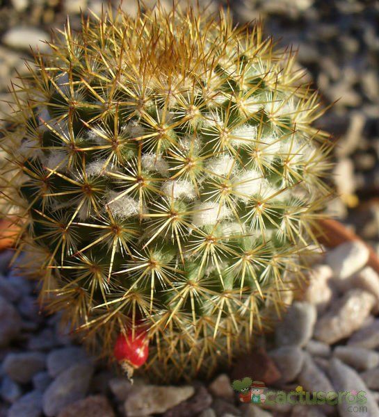 Una foto de Mammillaria rhodantha ssp. rhodantha