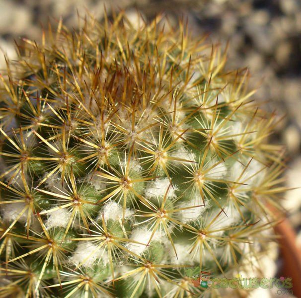 Una foto de Mammillaria rhodantha ssp. rhodantha