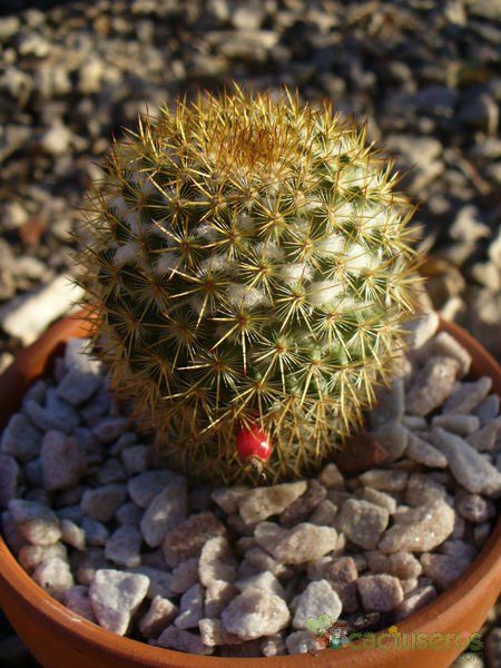 Una foto de Mammillaria rhodantha ssp. rhodantha