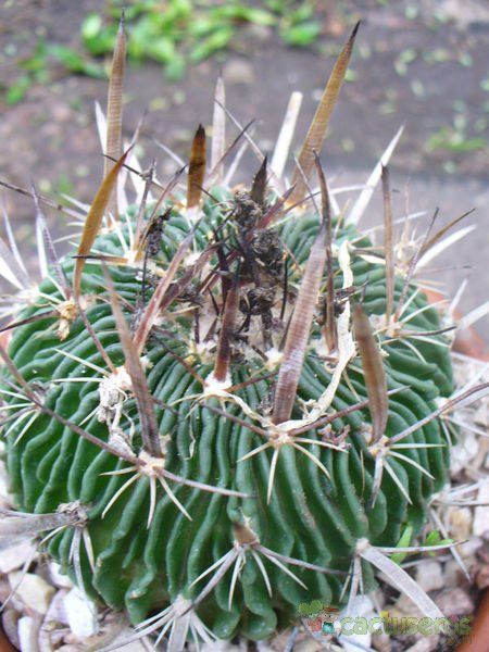 A photo of Stenocactus multicostatus subsp. zacatecasensis