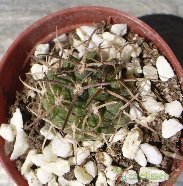 A photo of Gymnocalycium pugionacanthum
