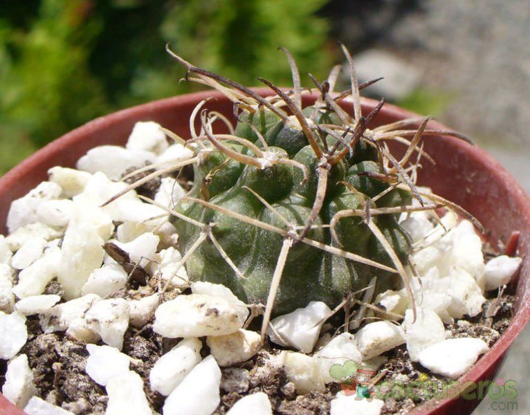 Una foto de Gymnocalycium pugionacanthum